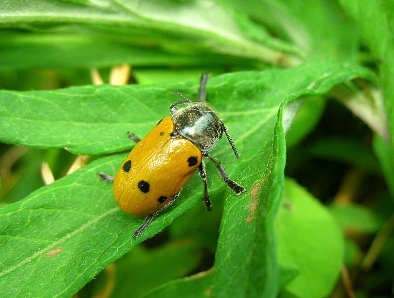 Lachnaia sexpunctata?